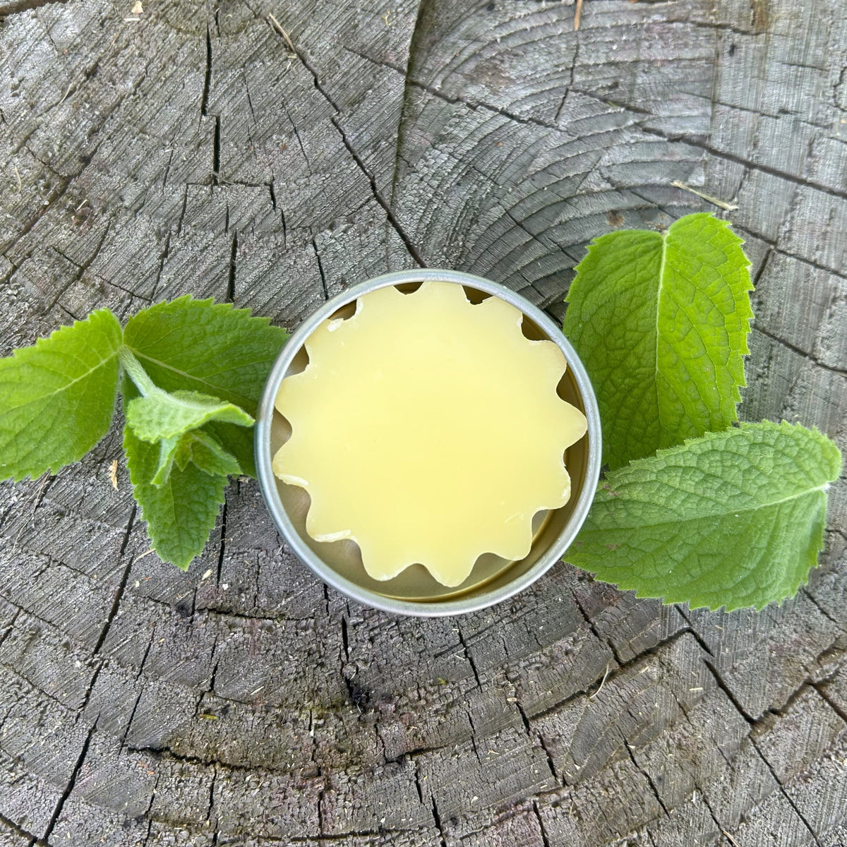 Tin of opened Foot Balm by Garden Path Homemade Soap on a wooden surface with mint leaves around it.